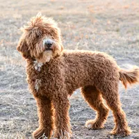 Brandy, a female Poodle - Miniature  for sale in Colorado, CO – Photo 3 of 7