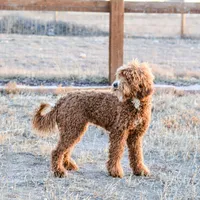 Brandy, a female Poodle - Miniature  for sale in Colorado, CO – Photo 5 of 7
