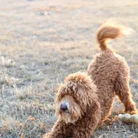 Brandy, a female Poodle - Miniature  for sale in Colorado, CO – Photo 4 of 7