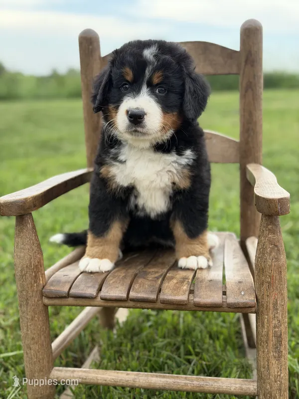 Jo – Bernese Mountain Dog puppy for sale in Chariton, IA