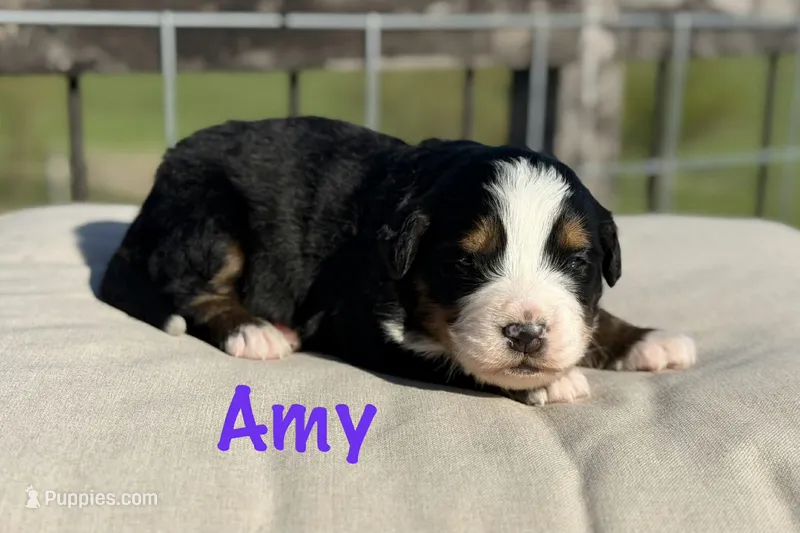 Amy – Bernese Mountain Dog puppy for sale in Chariton, IA