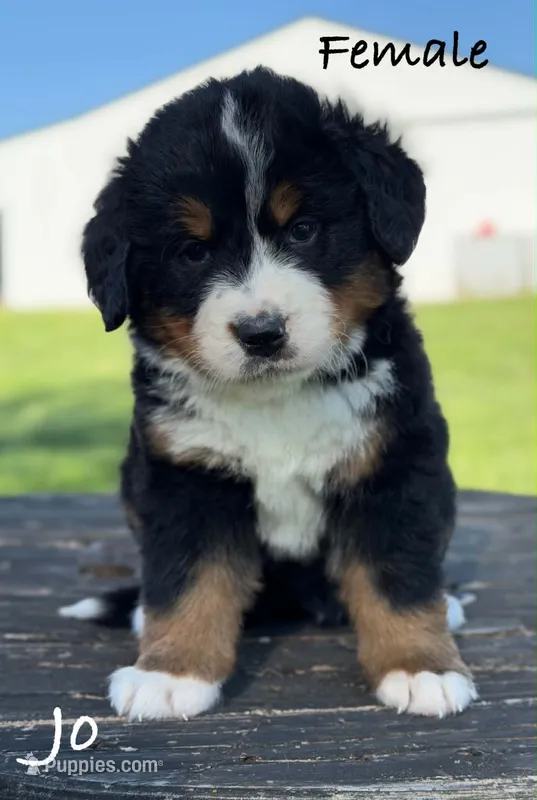 Jo – Bernese Mountain Dog puppy for sale in Chariton, IA