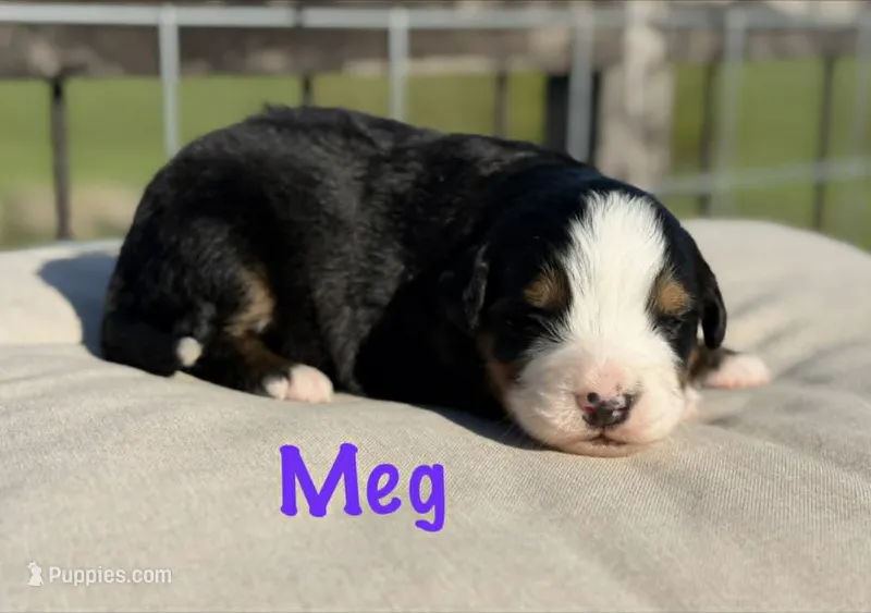 Meg – Bernese Mountain Dog puppy for sale in Chariton, IA