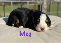 Meg, a female Bernese Mountain Dog for sale in Chariton, IA – 1 of 1