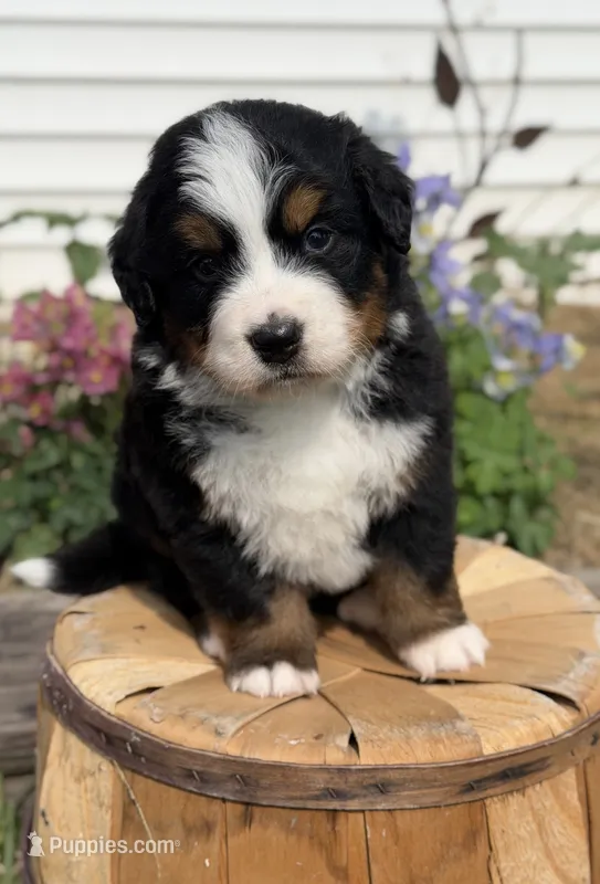 Amy – Bernese Mountain Dog puppy for sale in Chariton, IA