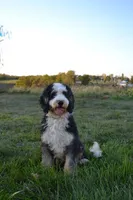 Mocha, a female Miniature Bernedoodle for sale in Chariton, IA – 4 of 4