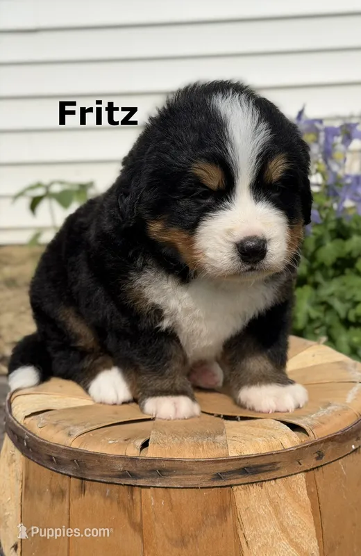 Fritz – Bernese Mountain Dog puppy for sale in Chariton, IA
