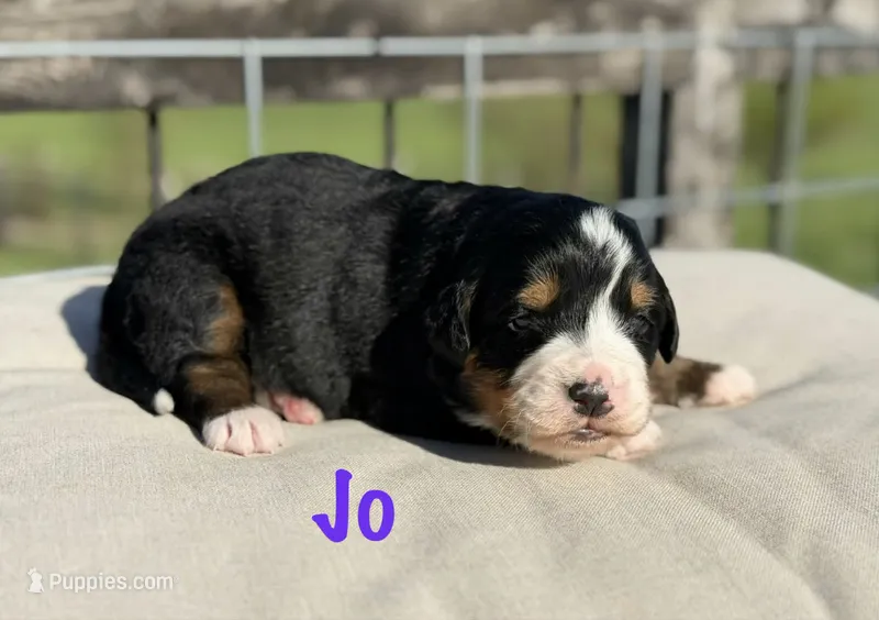 Jo – Bernese Mountain Dog puppy for sale in Chariton, IA