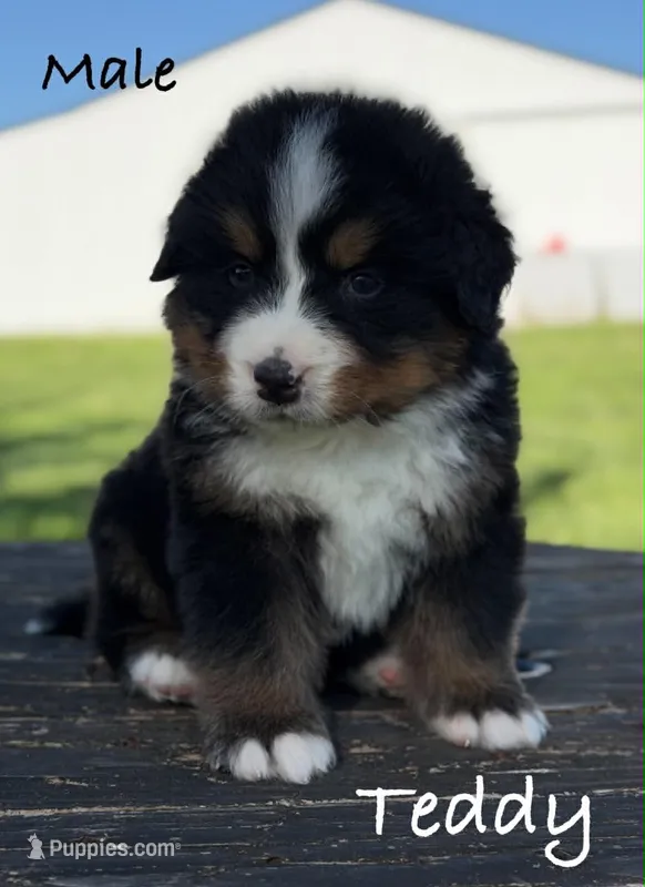 Teddy – Bernese Mountain Dog puppy for sale in Chariton, IA