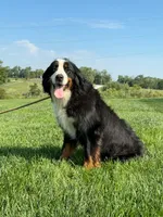 Luna, a female Bernese Mountain Dog for sale in Chariton, IA – 2 of 3
