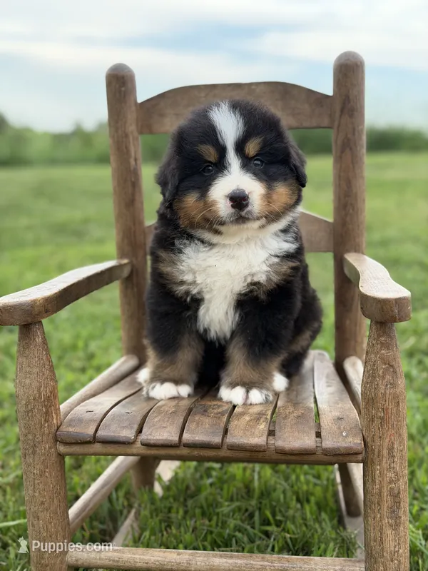 Teddy – Bernese Mountain Dog puppy for sale in Chariton, IA
