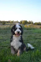 Mocha, a female Miniature Bernedoodle for sale in Chariton, IA – 2 of 4