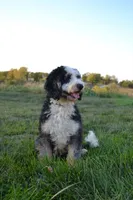 Mocha, a female Miniature Bernedoodle for sale in Chariton, IA – 3 of 4