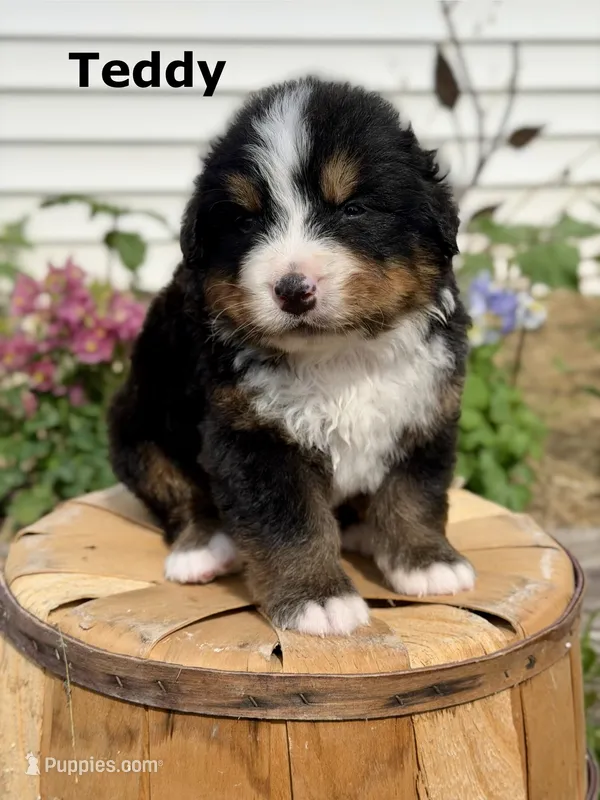 Teddy – Bernese Mountain Dog puppy for sale in Chariton, IA