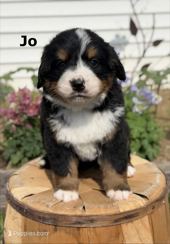 Jo – Bernese Mountain Dog puppy for sale in Chariton, IA