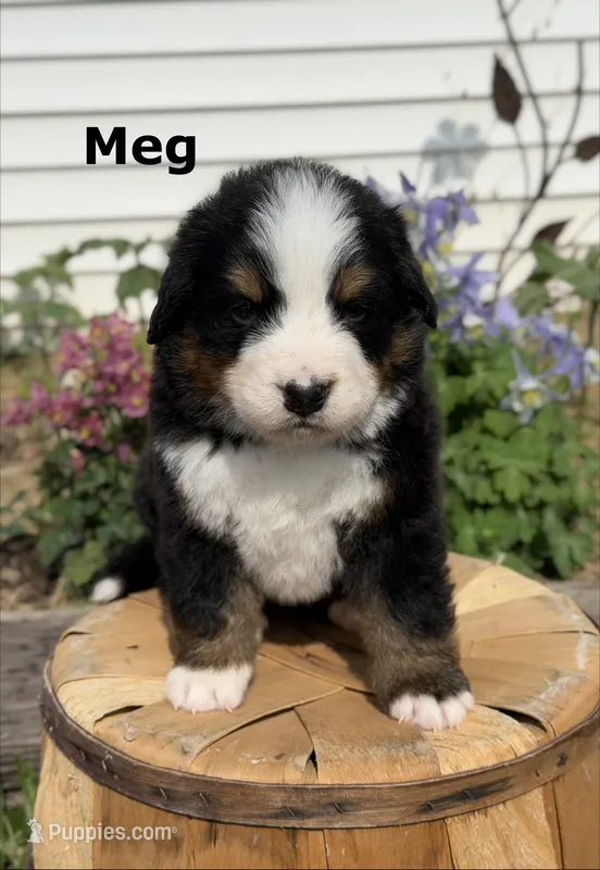 Meg – Bernese Mountain Dog puppy for sale in Chariton, IA