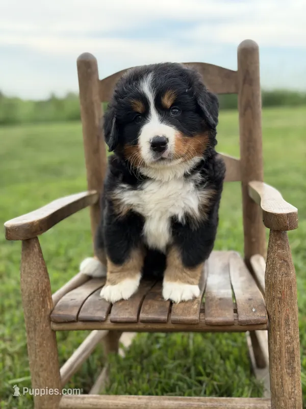 Beth – Bernese Mountain Dog puppy for sale in Chariton, IA
