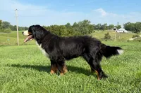 Luna, a female Bernese Mountain Dog for sale in Chariton, IA – 3 of 3