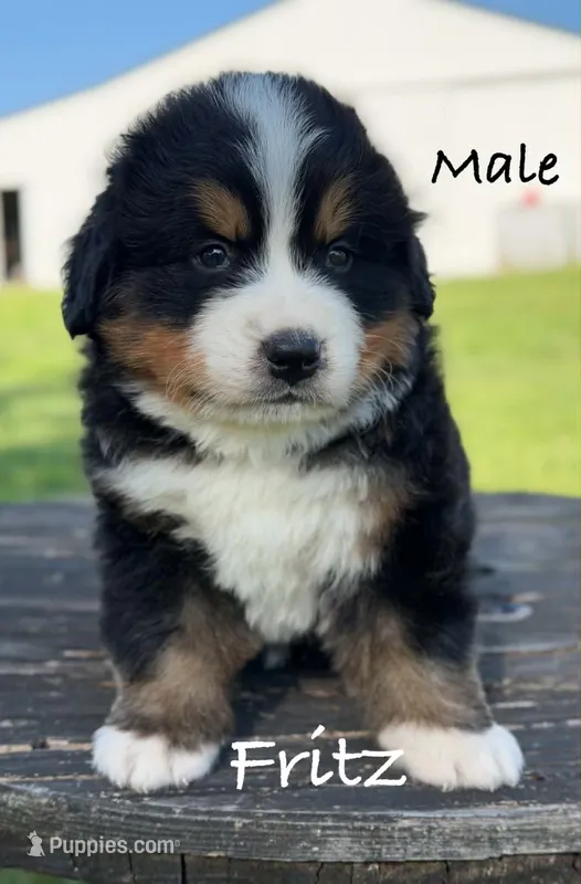 Fritz – Bernese Mountain Dog puppy for sale in Chariton, IA