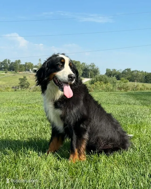 Luna – Bernese Mountain Dog puppy for sale in Chariton, IA
