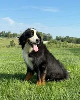Luna, a female Bernese Mountain Dog for sale in Chariton, IA – 1 of 3