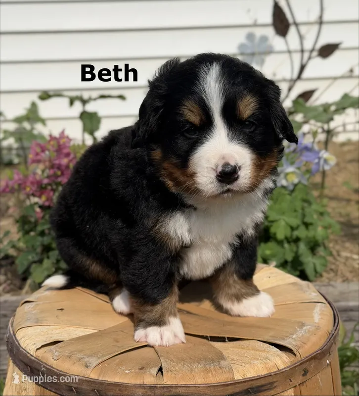 Beth – Bernese Mountain Dog puppy for sale in Chariton, IA