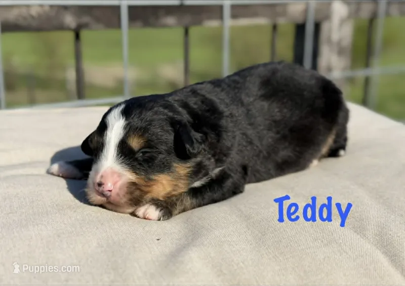 Teddy – Bernese Mountain Dog puppy for sale in Chariton, IA