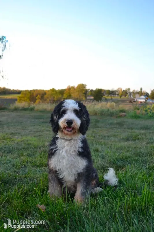 Mocha – Miniature Bernedoodle puppy for sale in Chariton, IA