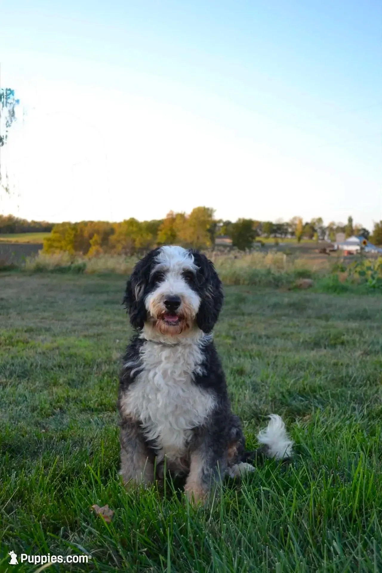 Mocha, a female Miniature Bernedoodle for sale in Chariton, IA – 1 of 4