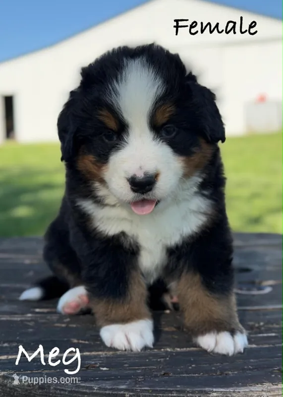 Meg – Bernese Mountain Dog puppy for sale in Chariton, IA