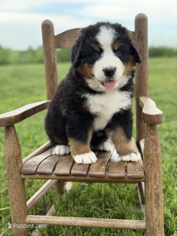 Meg – Bernese Mountain Dog puppy for sale in Chariton, IA