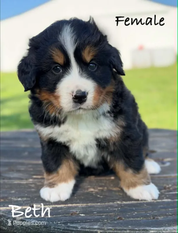 Beth – Bernese Mountain Dog puppy for sale in Chariton, IA