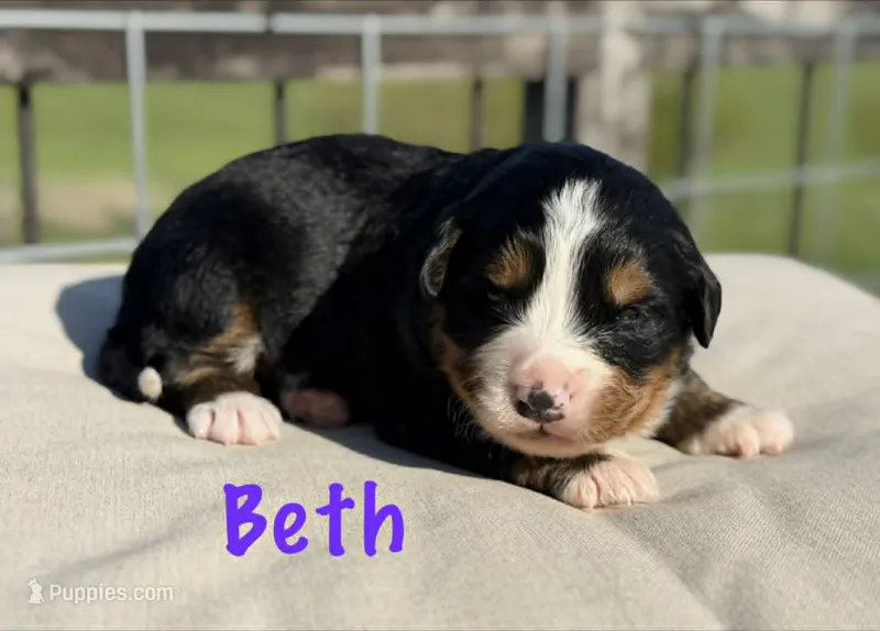 Beth – Bernese Mountain Dog puppy for sale in Chariton, IA