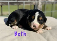 Beth, a female Bernese Mountain Dog for sale in Chariton, IA – 1 of 1