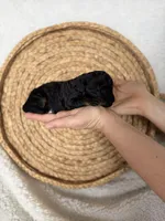 processed/997d5945-fc50-4bc1-80d2-6b954fd5f59b/listing/ebf4b173-3fbf-4621-b771-444a4da4040e/f6c2bd74-4765-485e-8674-44ff4dddc880