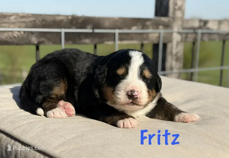 Fritz, a male Bernese Mountain Dog for sale in Chariton, IA – 1 of 1
