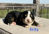 Fritz, a male Bernese Mountain Dog for sale in Chariton, IA – 1 of 1