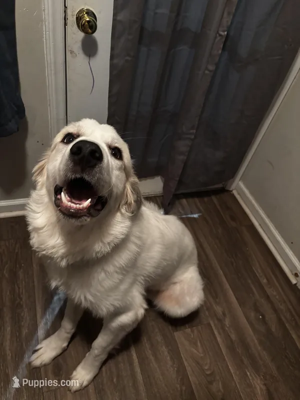 Bough (Bodacious) – Great Pyrenees puppy for sale in Greenville, NC