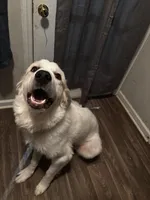 Bough (Bodacious), a male Great Pyrenees for sale in Greenville, NC – Photo 1 of 5