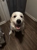 Bough (Bodacious), a male Great Pyrenees for sale in Greenville, NC – Photo 3 of 5