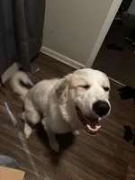 Bough (Bodacious), a male Great Pyrenees for sale in Greenville, NC – Photo 2 of 5