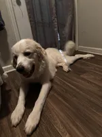 Bough (Bodacious), a male Great Pyrenees for sale in Greenville, NC – Photo 4 of 5