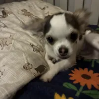 Toby, a male Chihuahua for sale in South Chicago Heights, IL – 3 of 9