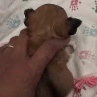 Gorgeous, a female Chihuahua for sale in South Chicago Heights, IL – Photo 2 of 10