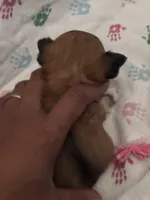 Gorgeous, a female Chihuahua for sale in South Chicago Heights, IL – Photo 2 of 10