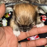 Gorgeous, a female Chihuahua for sale in South Chicago Heights, IL – Photo 10 of 10