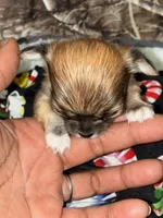 Gorgeous, a female Chihuahua for sale in South Chicago Heights, IL – Photo 10 of 10