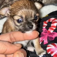 Gorgeous, a female Chihuahua for sale in South Chicago Heights, IL – Photo 8 of 10