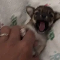 Gorgeous, a female Chihuahua for sale in South Chicago Heights, IL – Photo 1 of 10