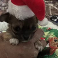 Gorgeous, a female Chihuahua for sale in South Chicago Heights, IL – Photo 9 of 10